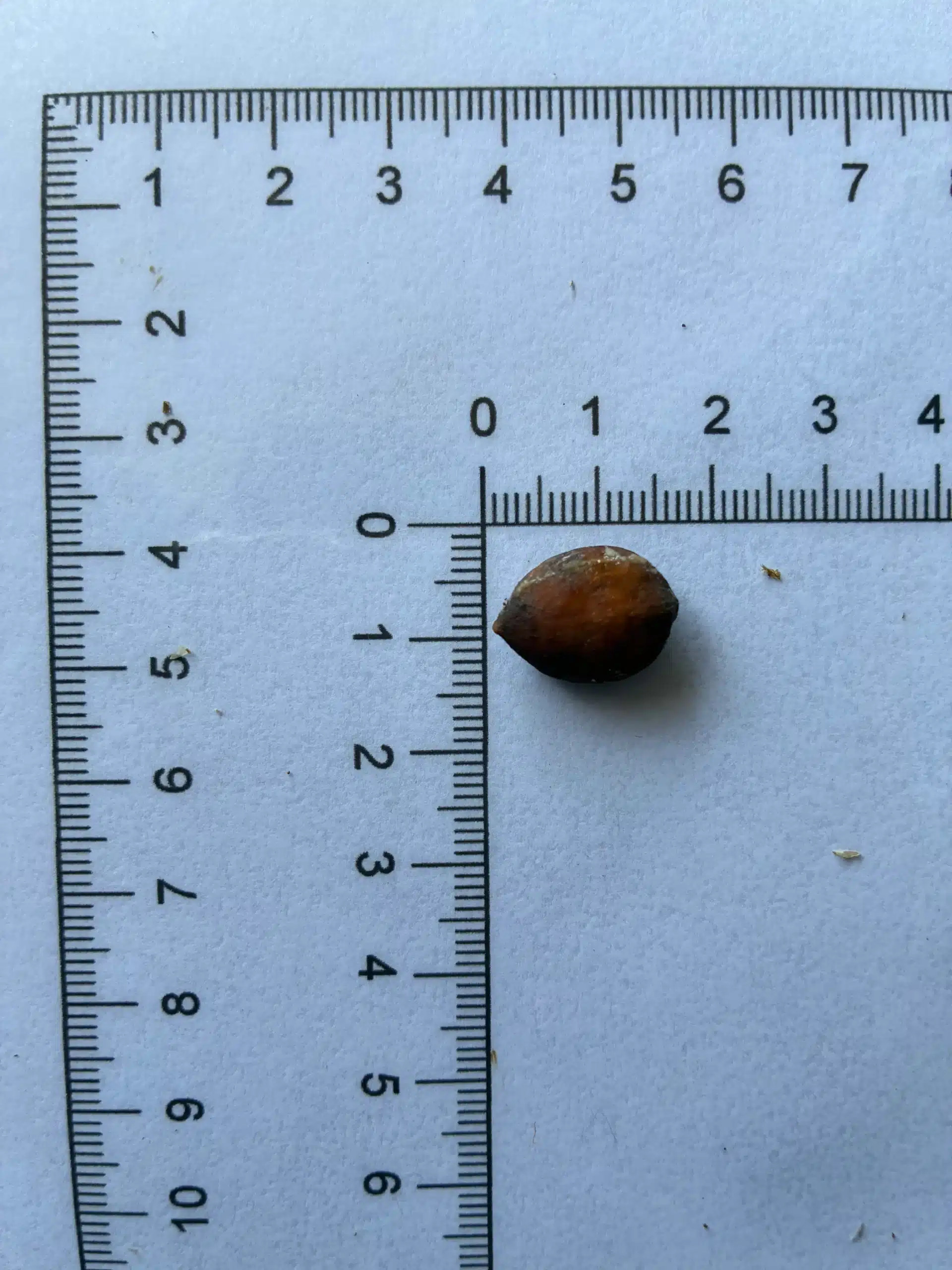 Baccaurea angulata seeds