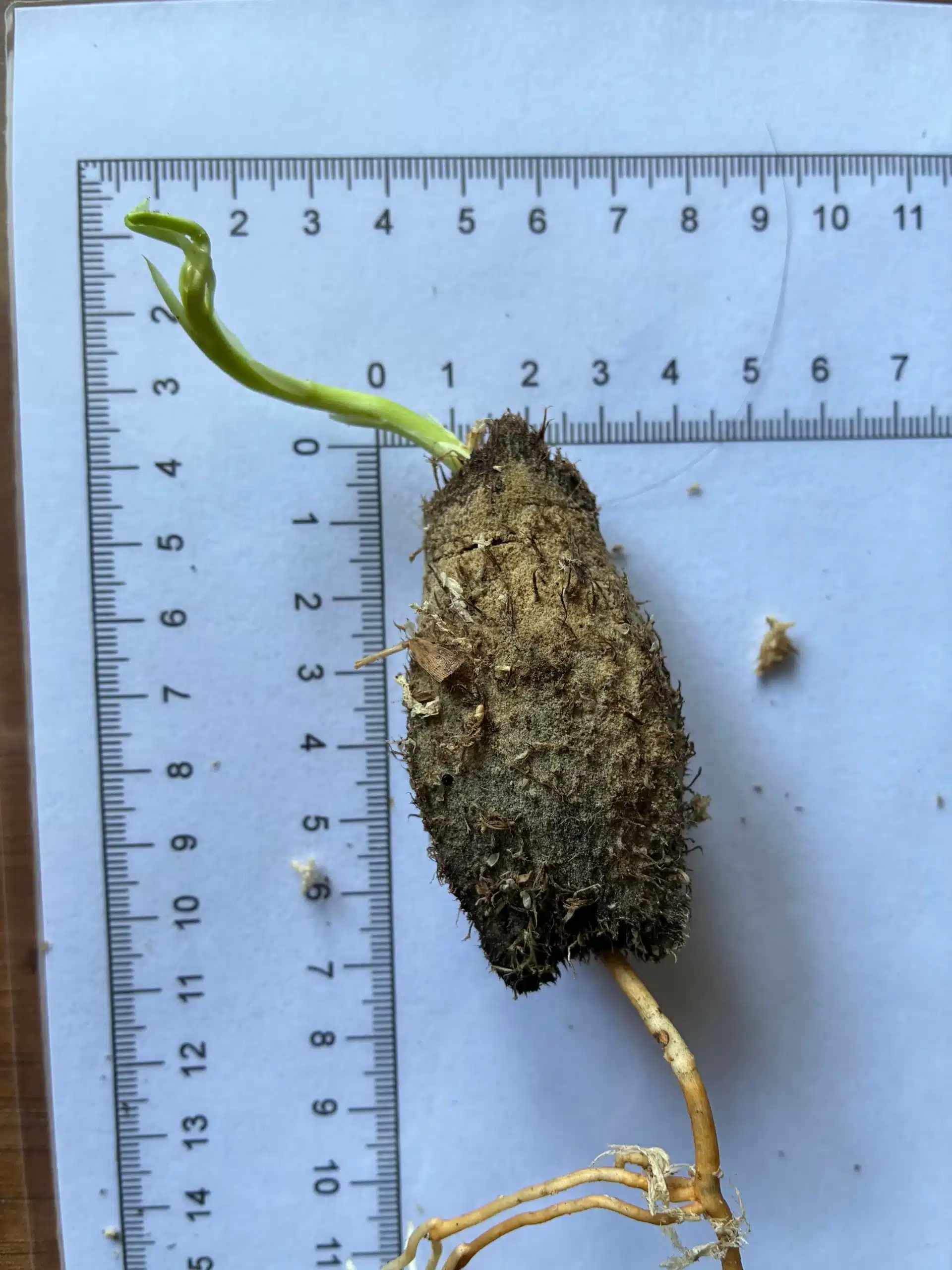 Barringtonia edulis seeds