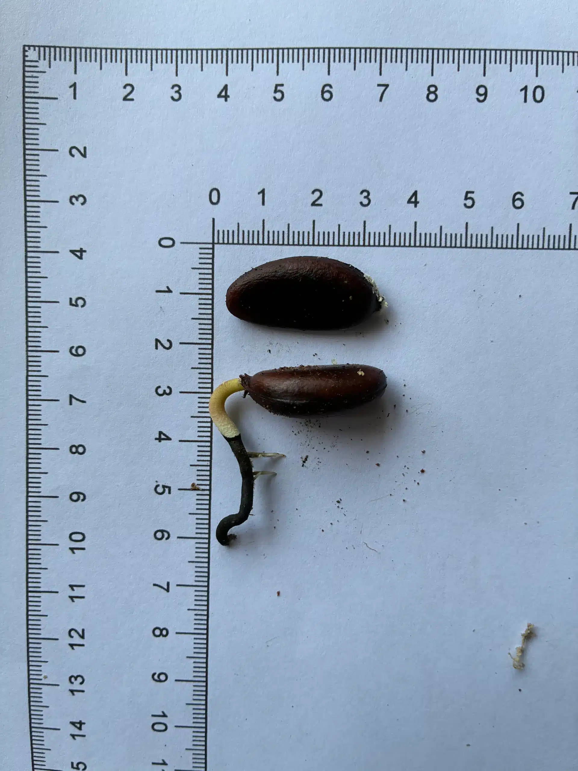 Diospyros digyna seeds