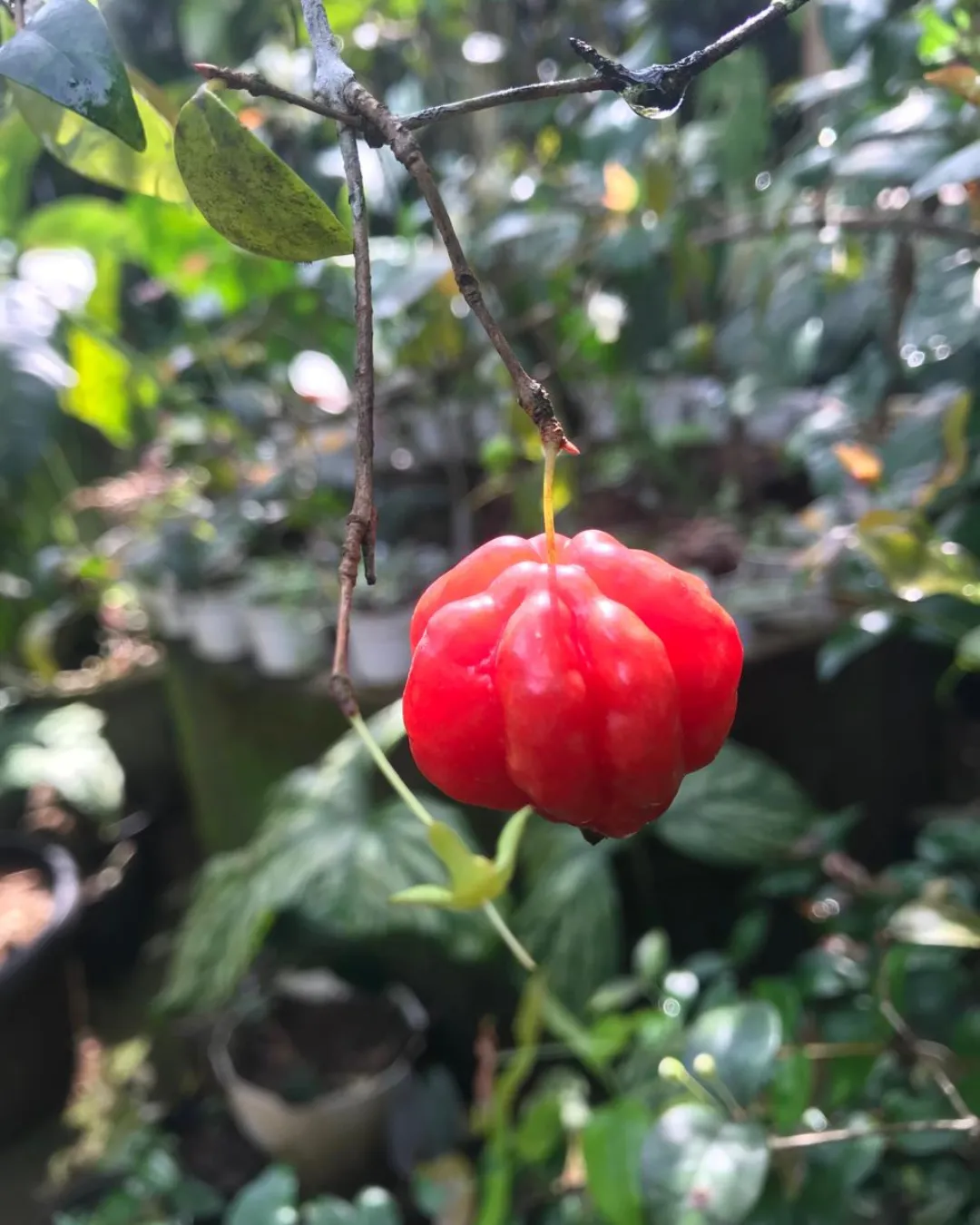 Eugenia uniflora