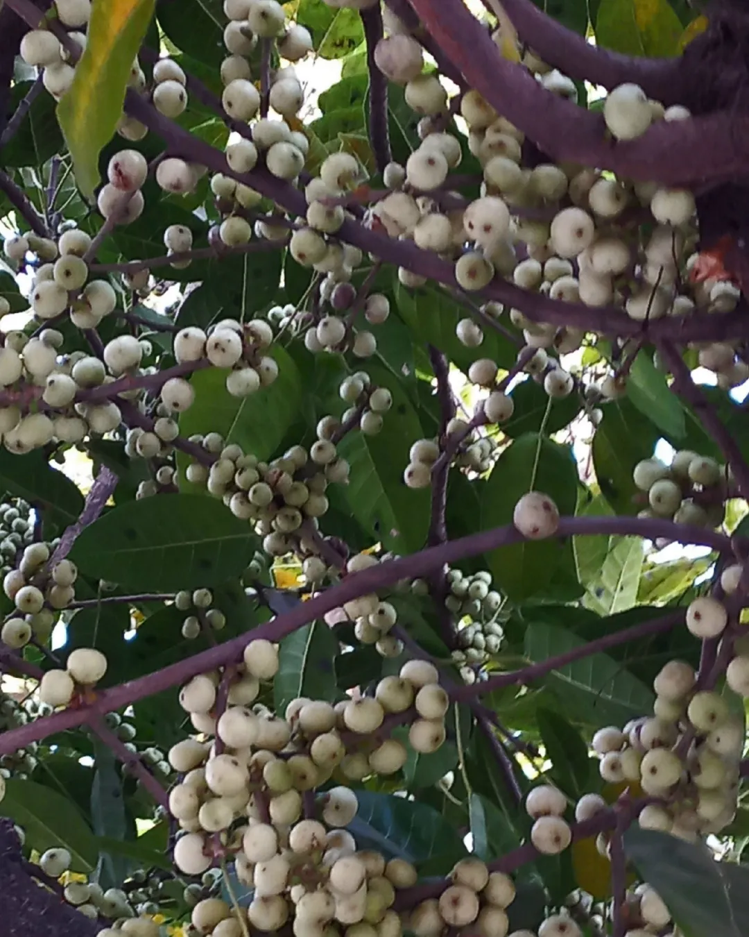 Ficus virens