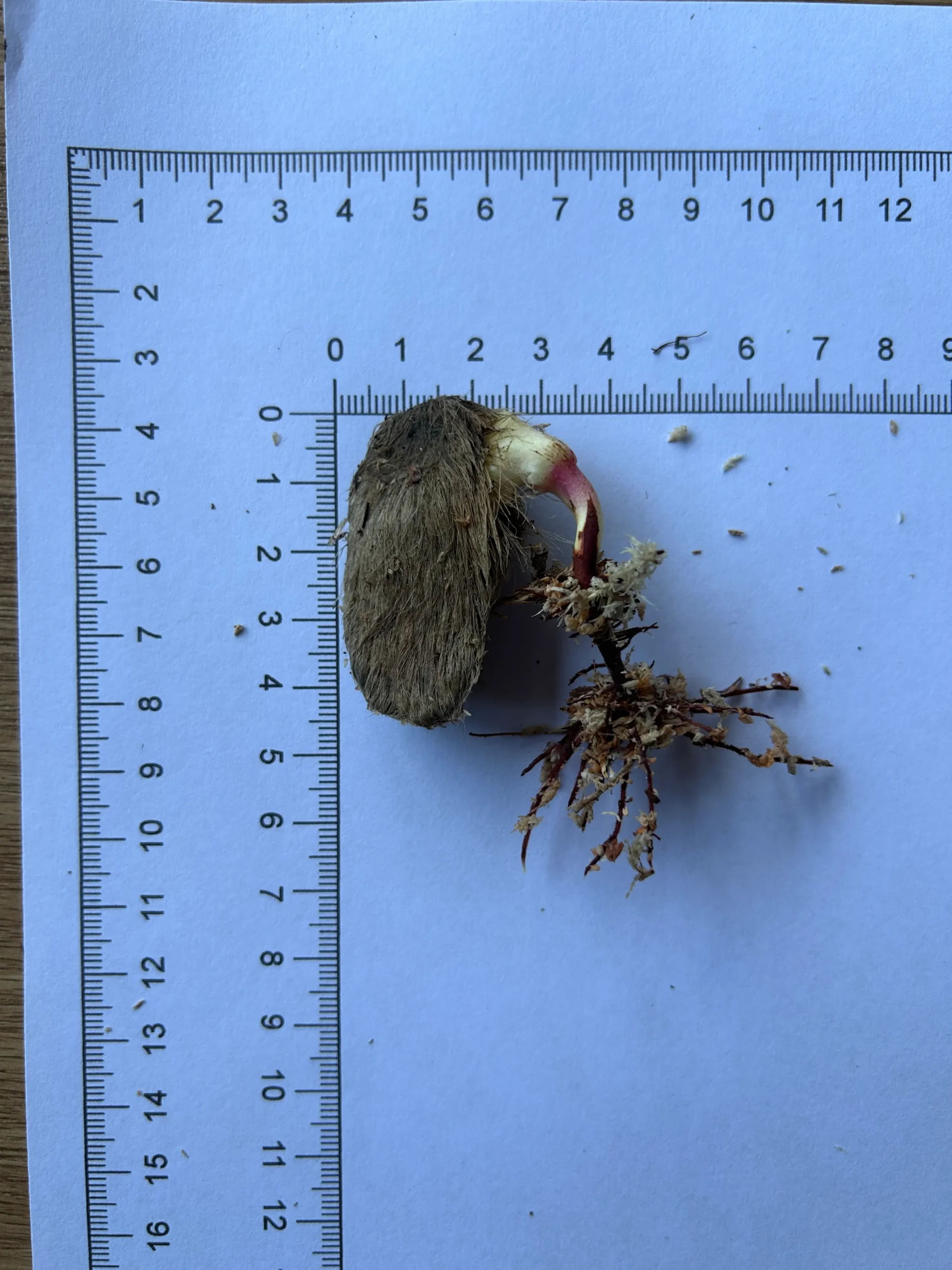 Mangifera casturi seeds