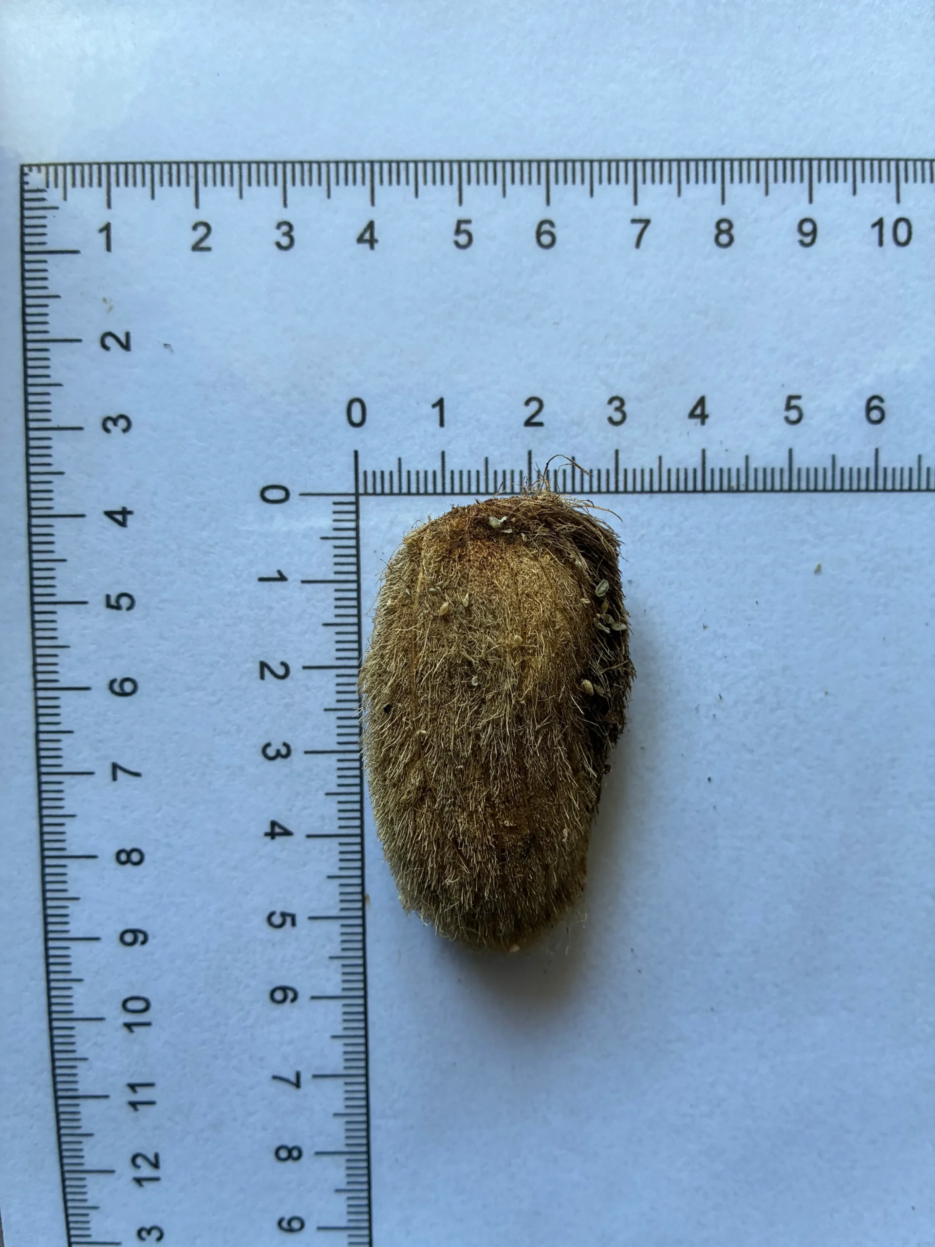 Mangifera odorata seeds