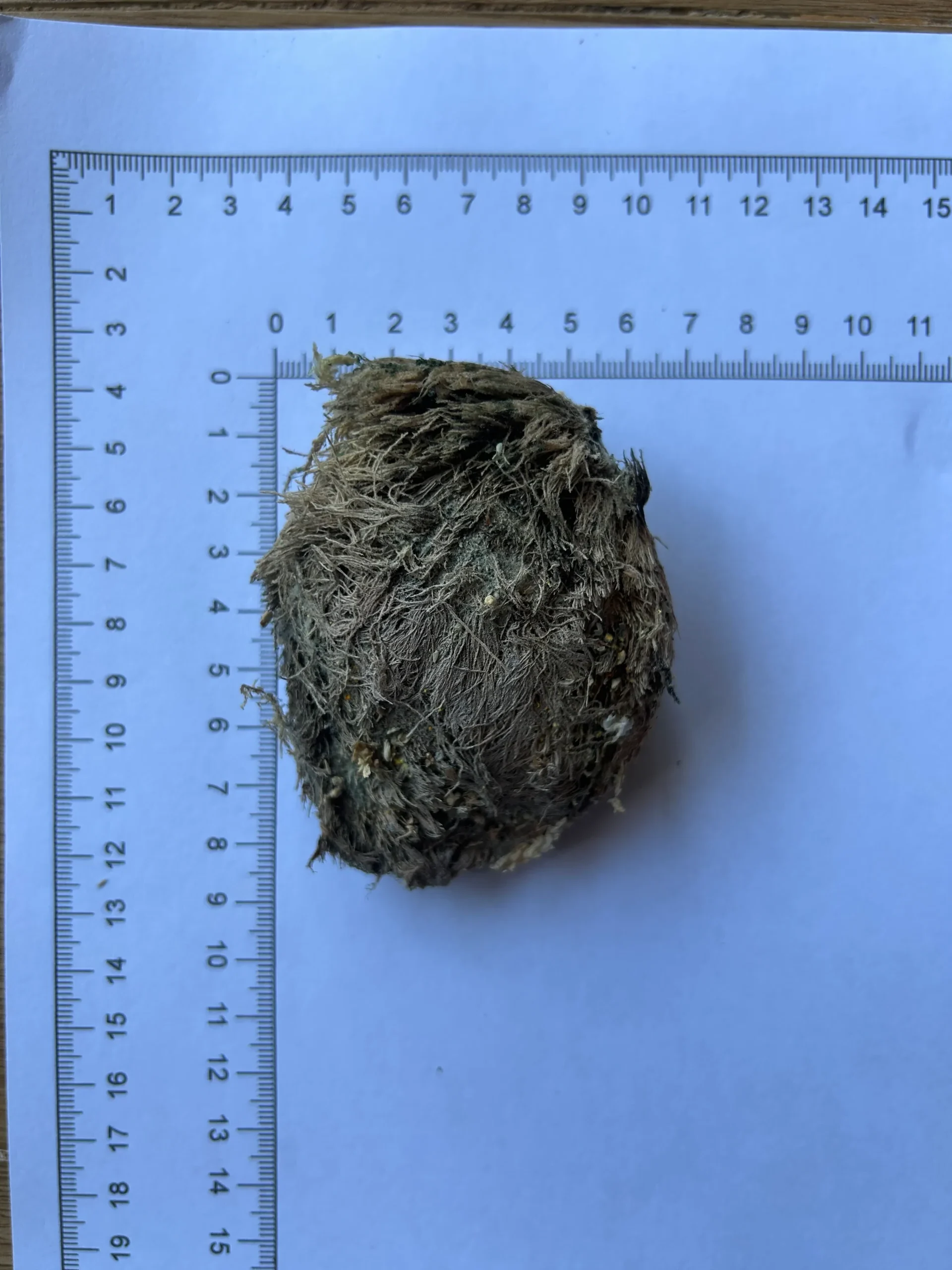 Mangifera pajang seeds
