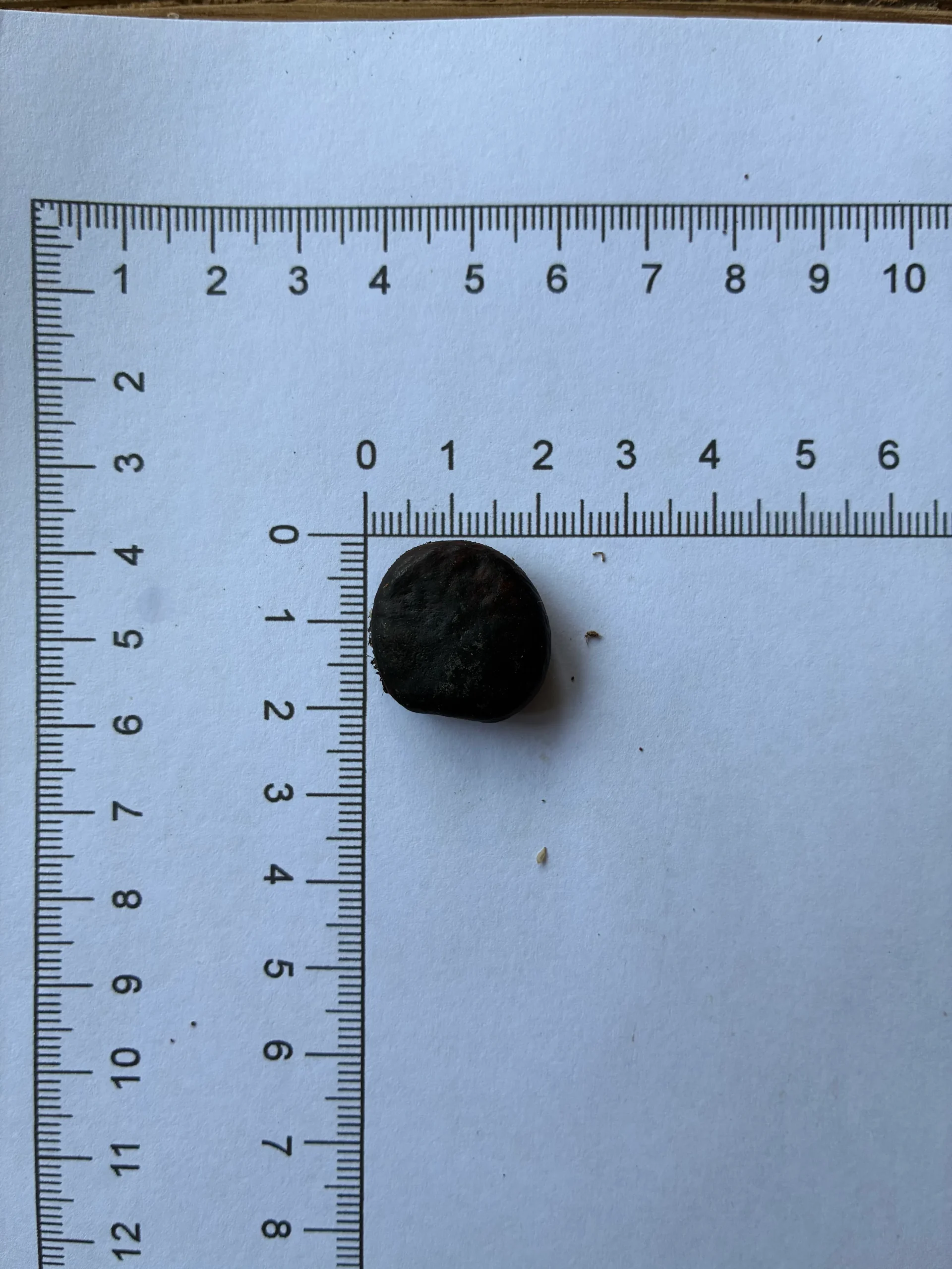 Mucuna bennettii seeds