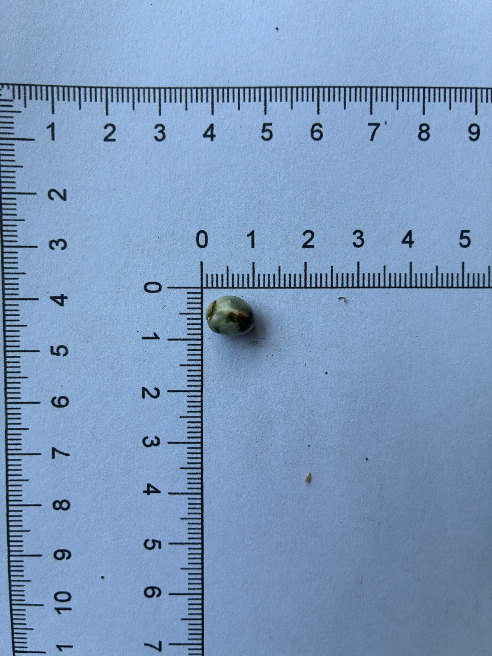 Murraya koenigii seeds