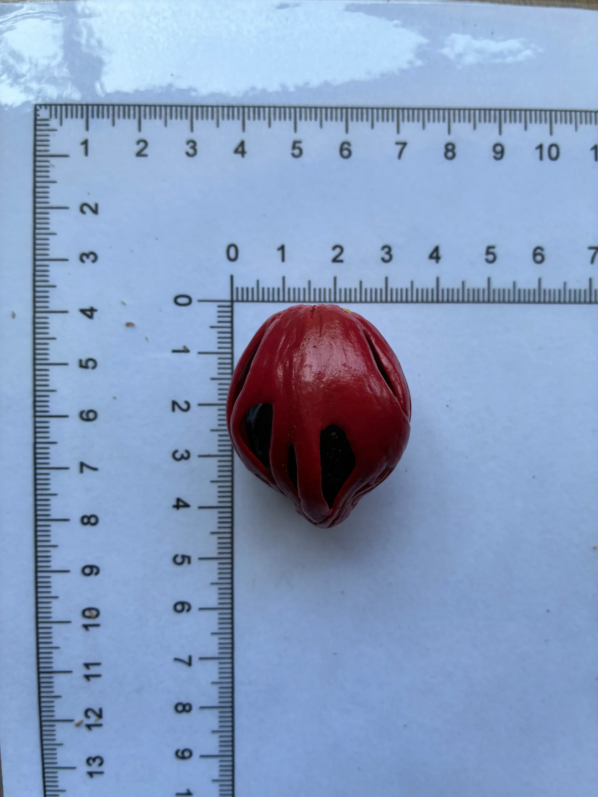 Myristica fragrans seeds