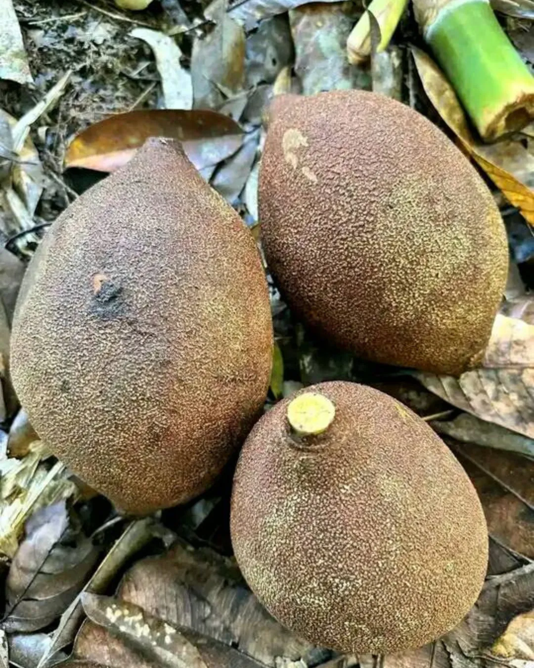 Pangium edule