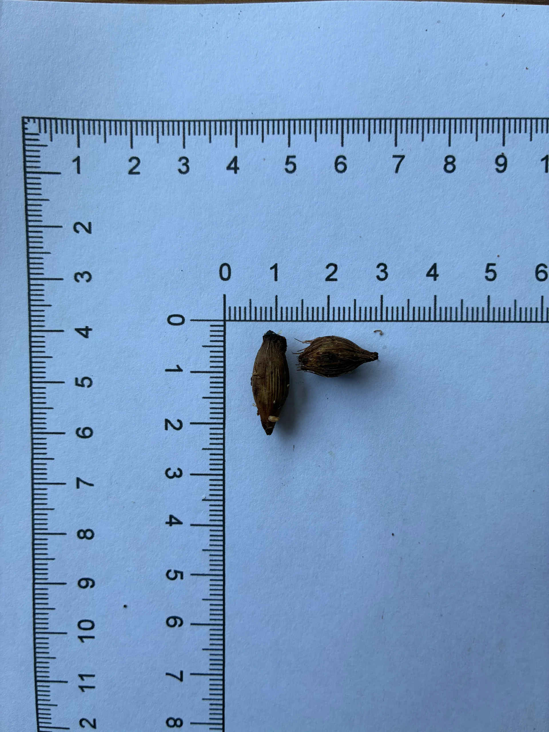 Pinanga subterranea seeds