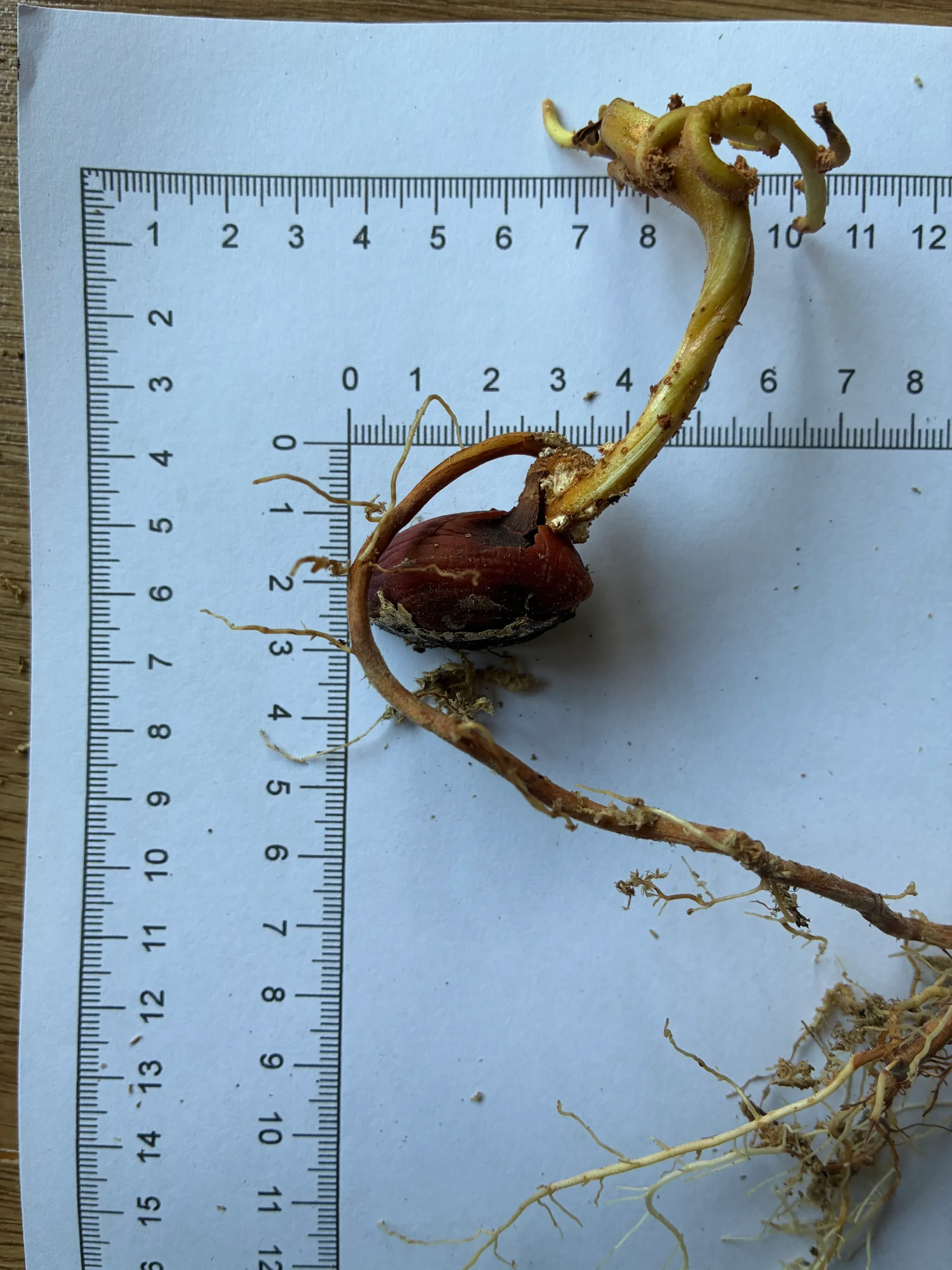 Pouteria campechiana seeds