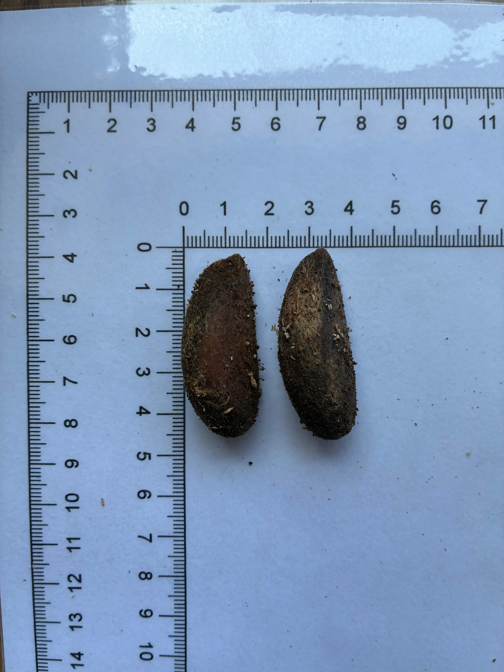Quararibea cordata seeds
