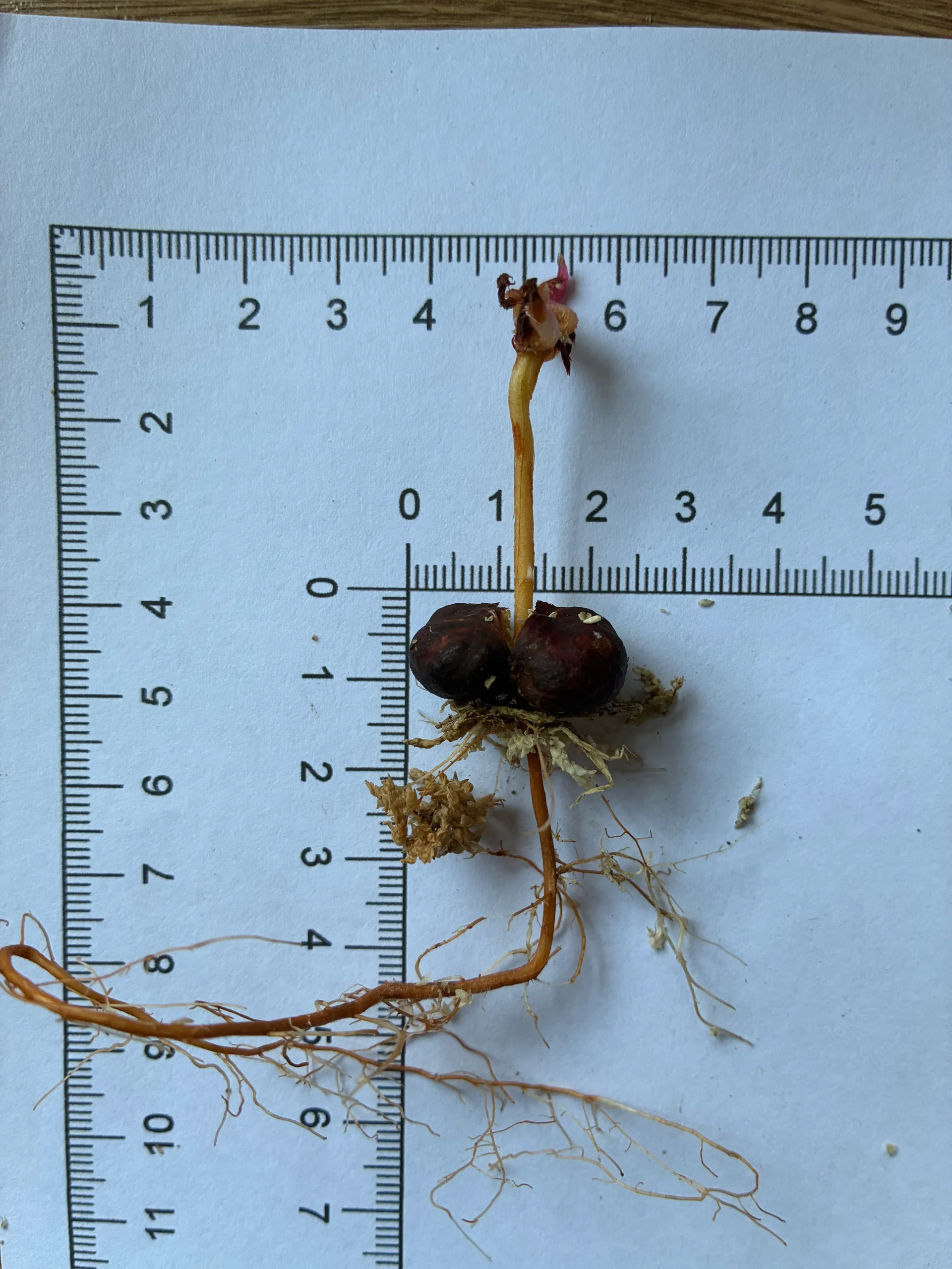 Syzygium rubrocarpum seeds