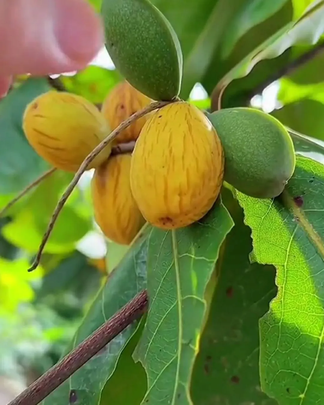 Terminalia catappa