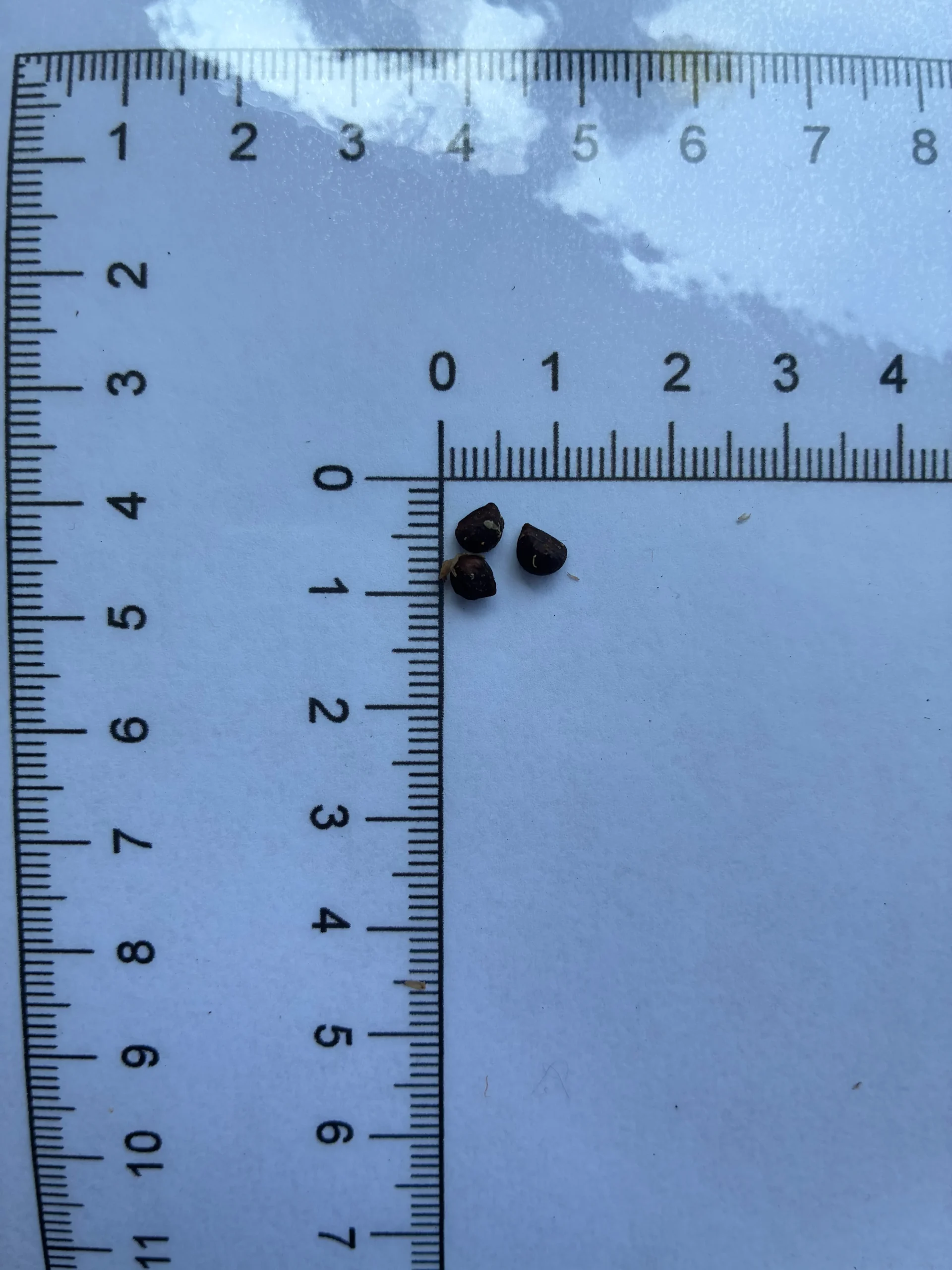 Tetrastigma seeds