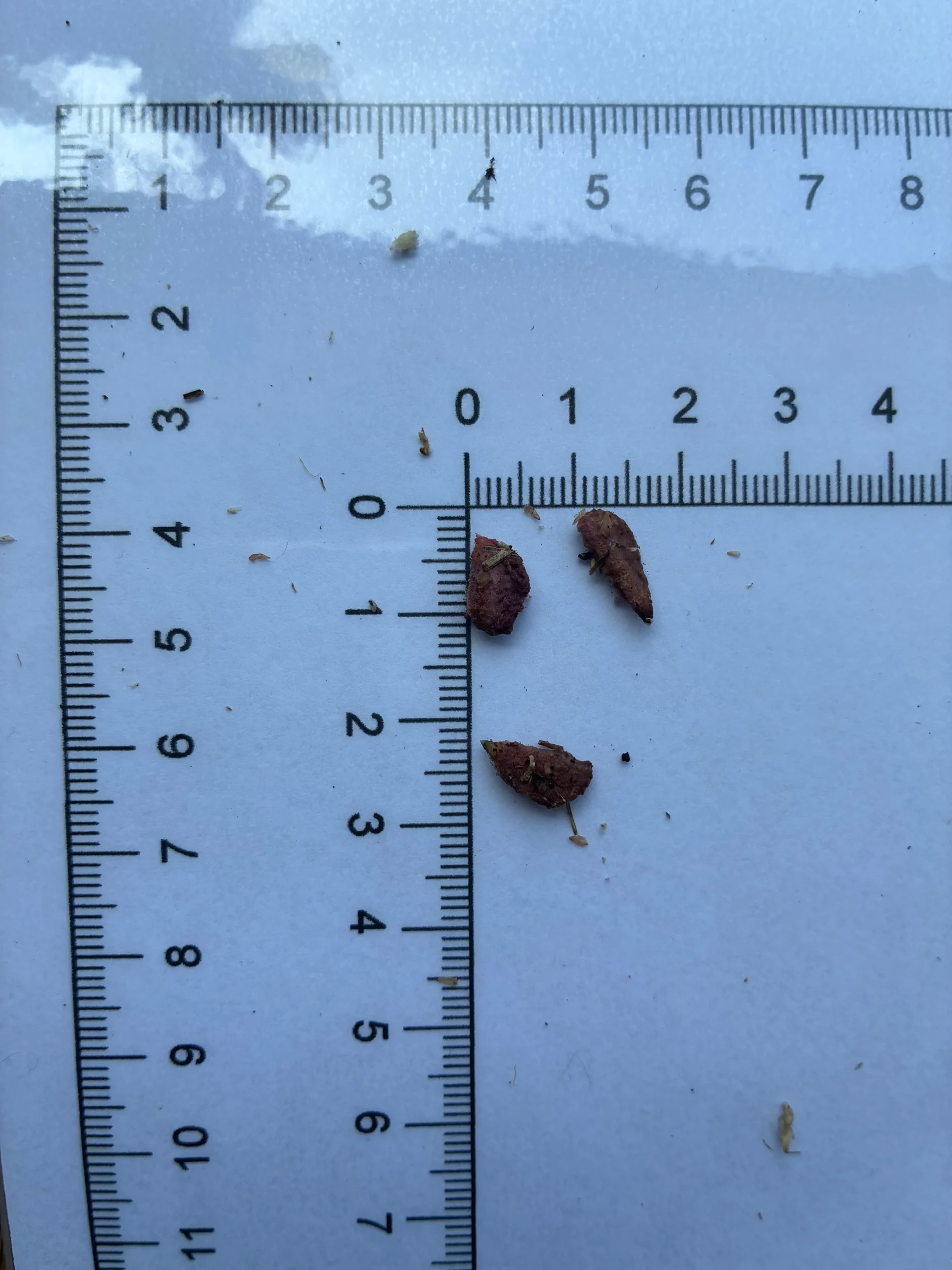 Timonius minahassae seeds
