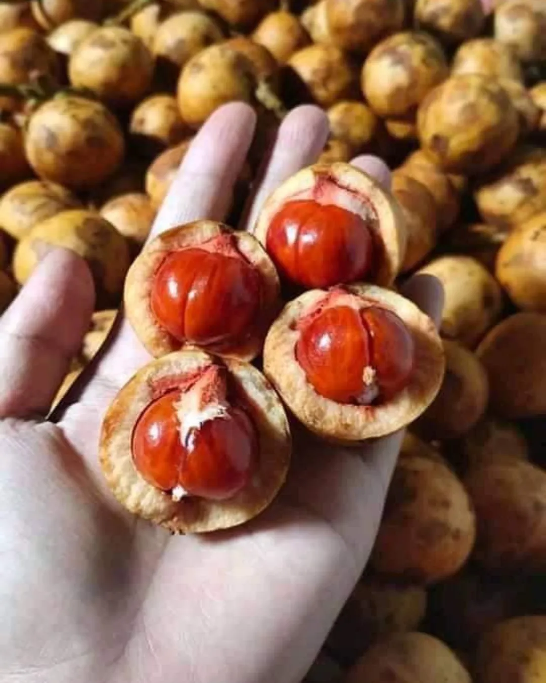 Baccaurea Macrocarpa