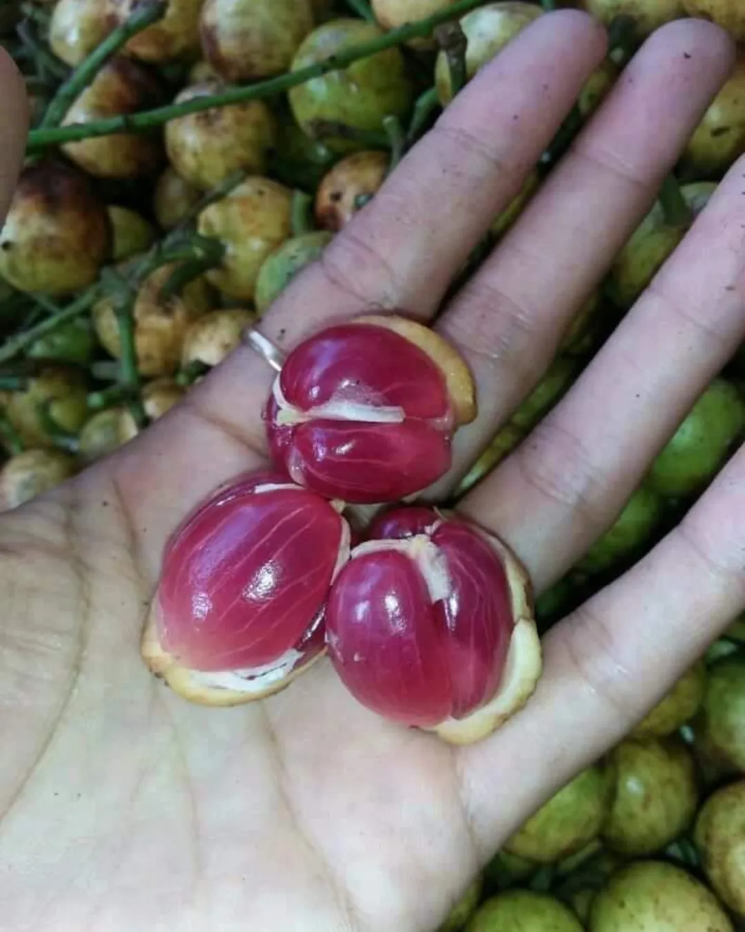 baccaurea motleyana