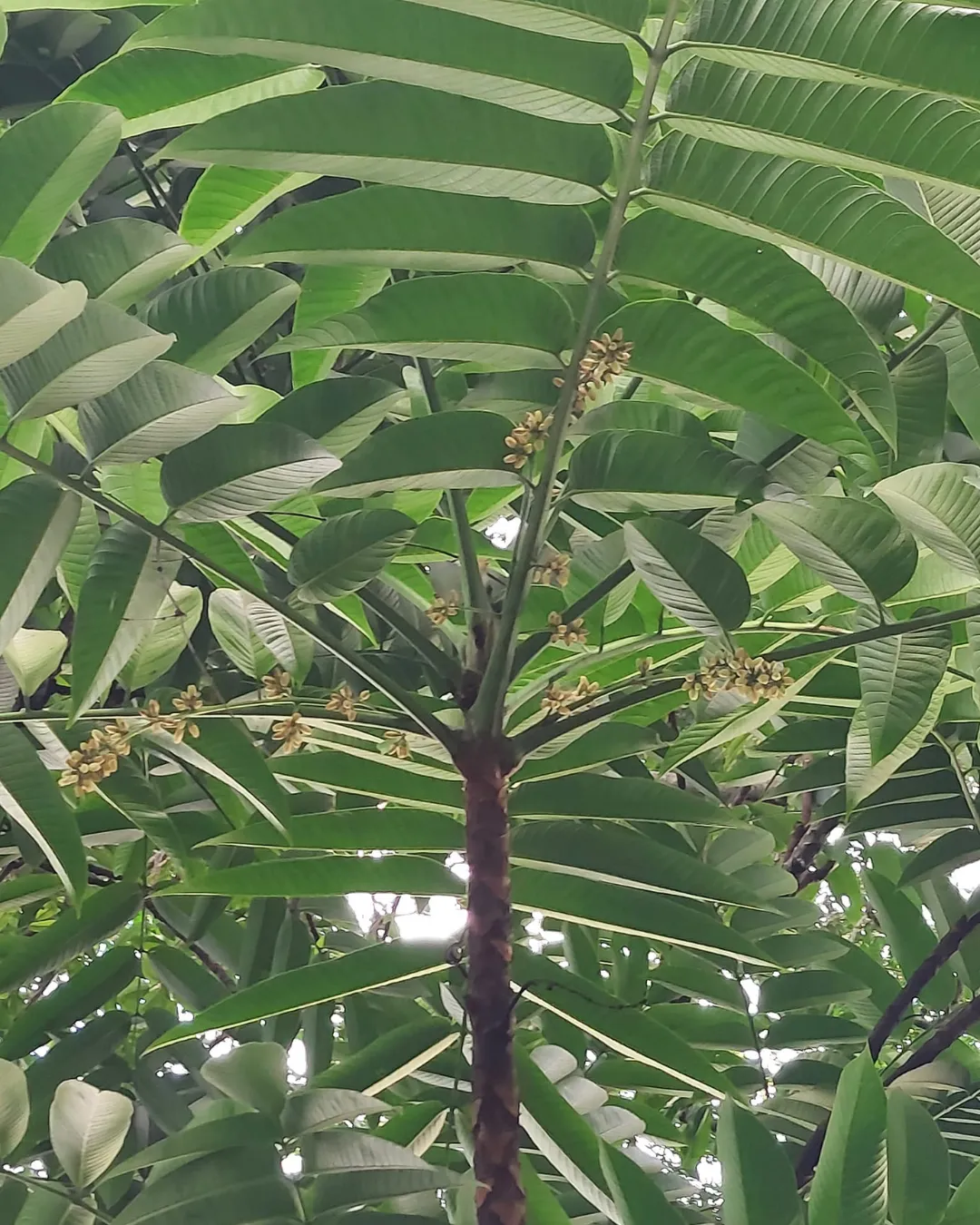canarium hirsutum
