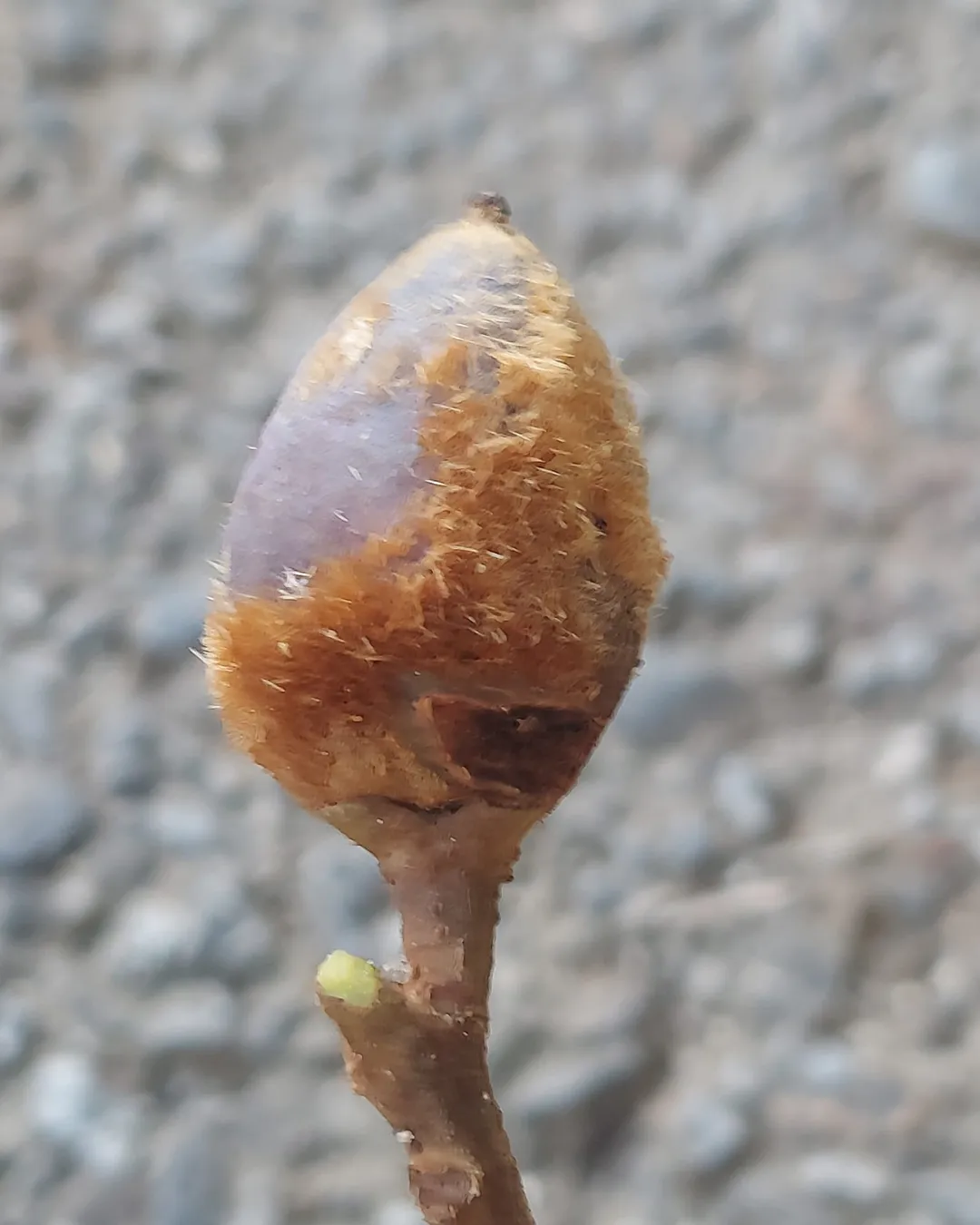 canarium hirsutum