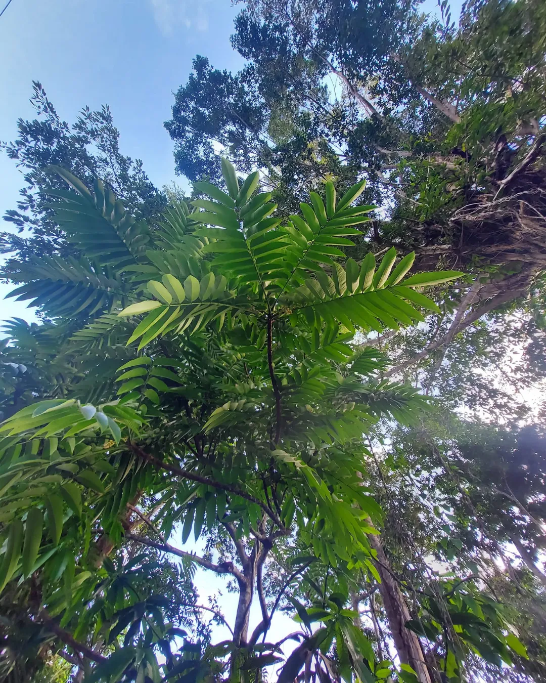 canarium hirsutum