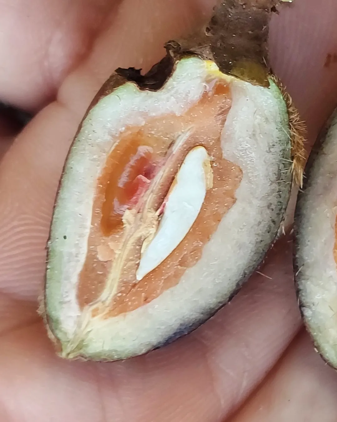 canarium hirsutum