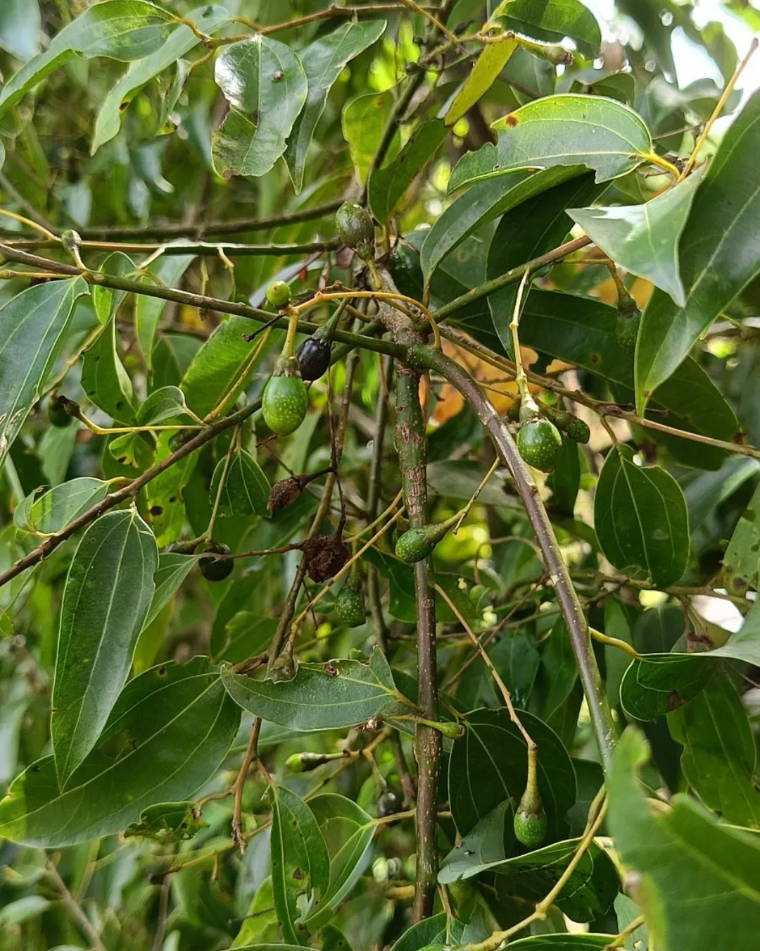 cinnamomum zeylanicum