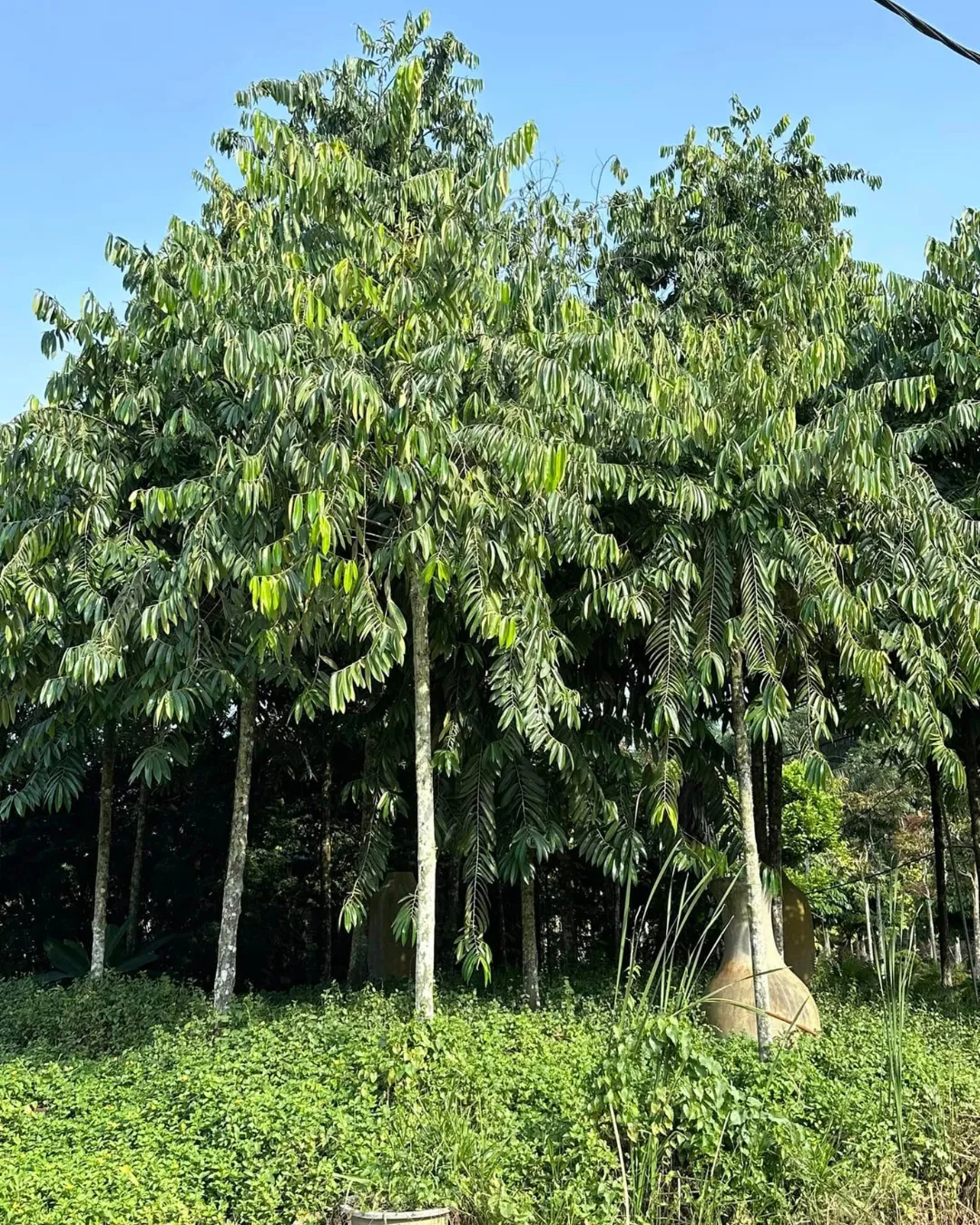 diospyros celebica