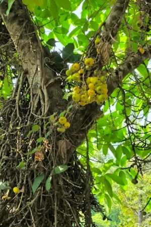 ficus hispida