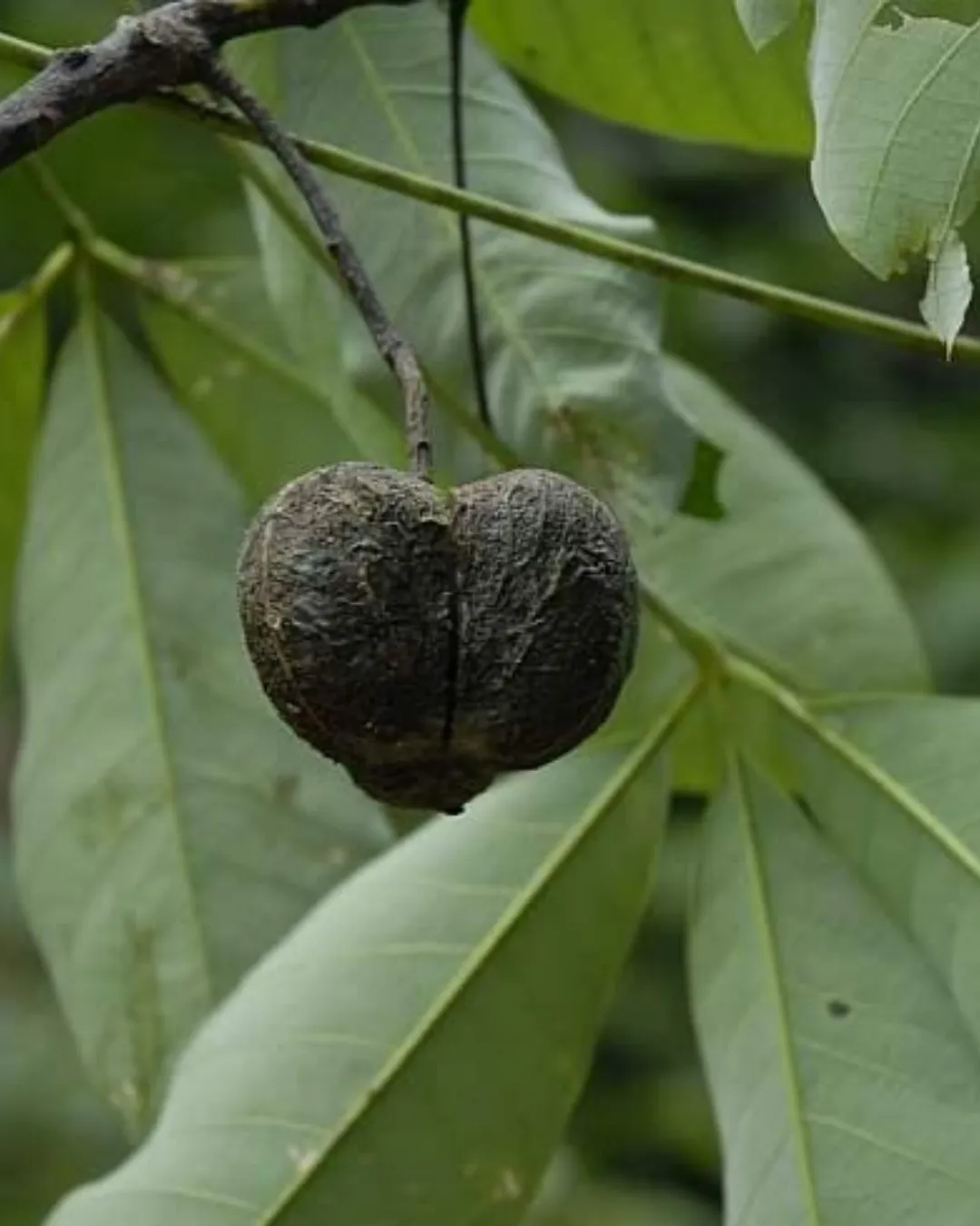 hevea brasiliensis