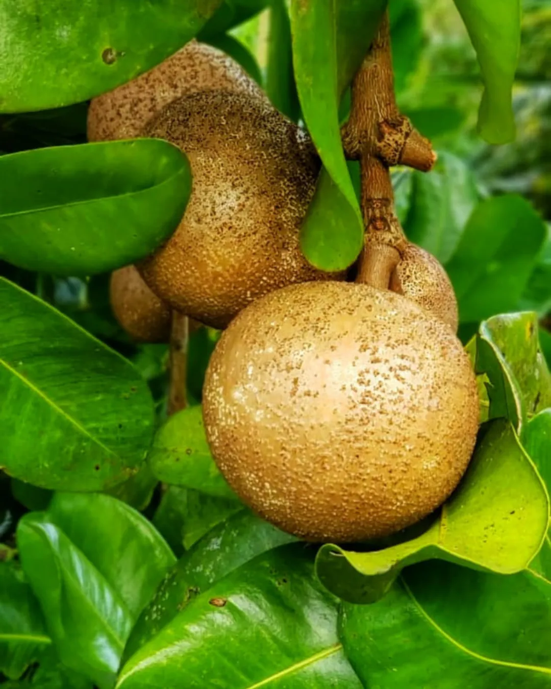 mammea americana tree