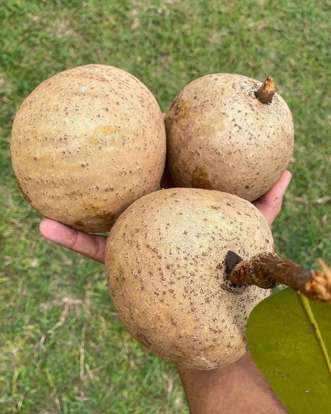 Mammea americana