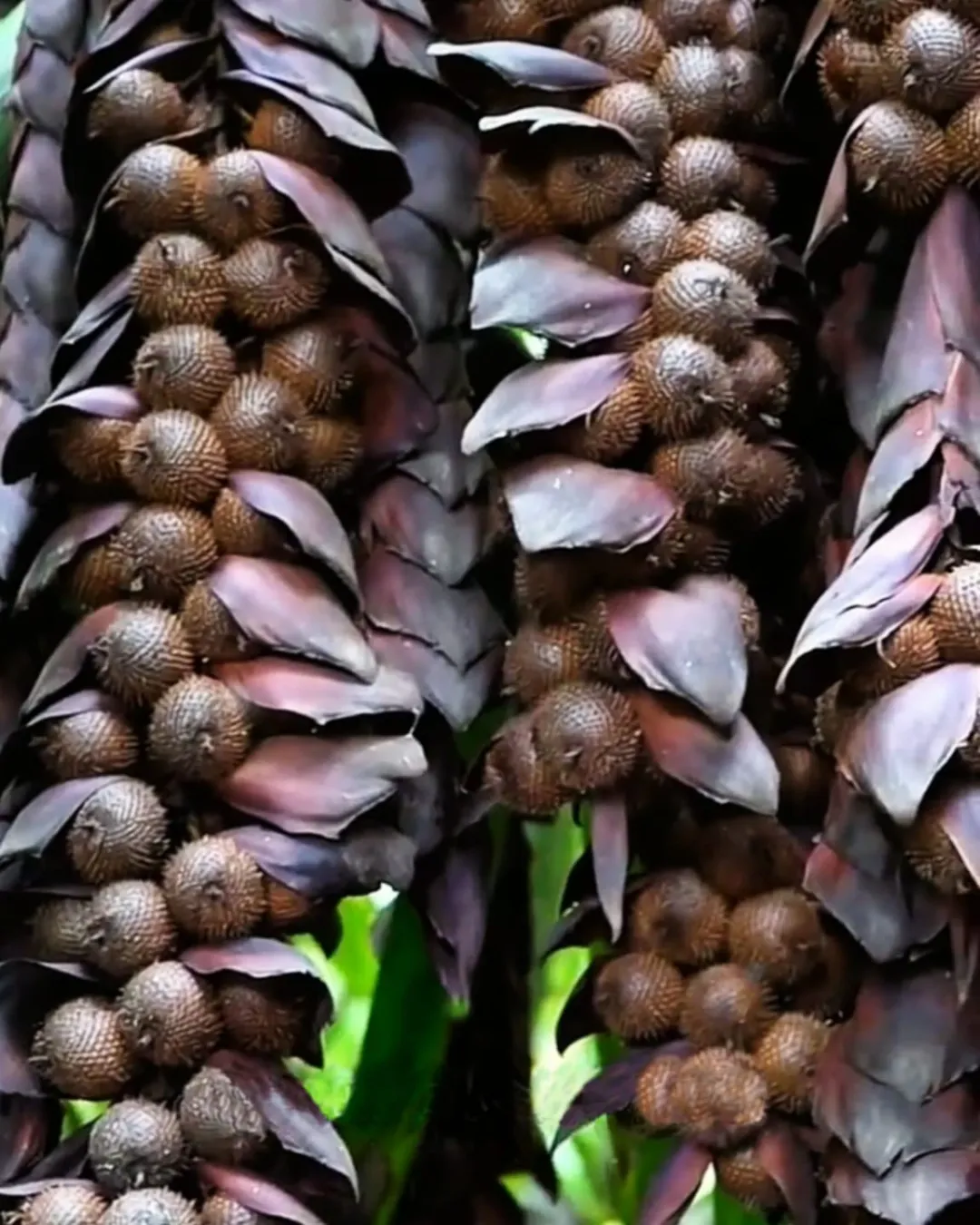 Plectocomia elongata