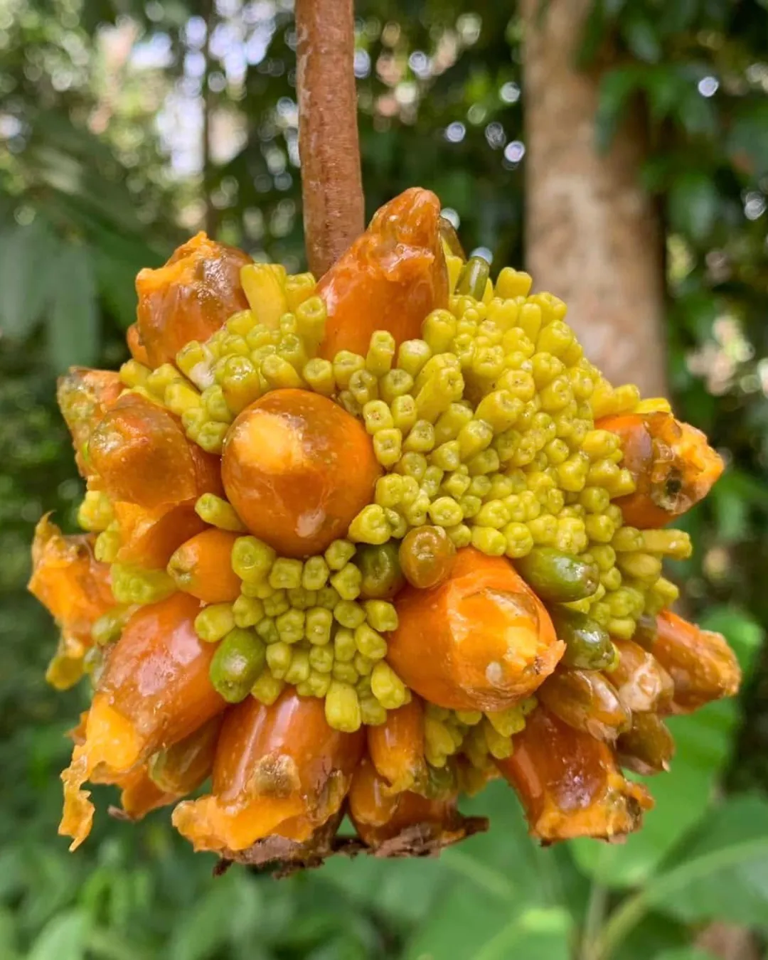 Prainea Limpato