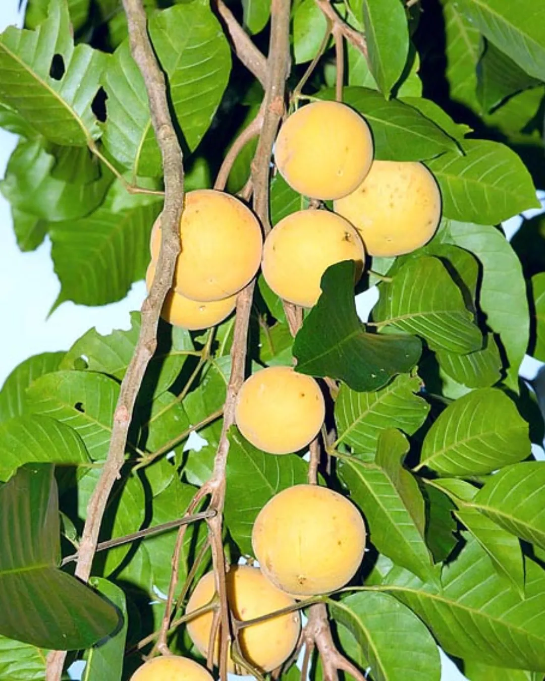 Sandoricum koetjape