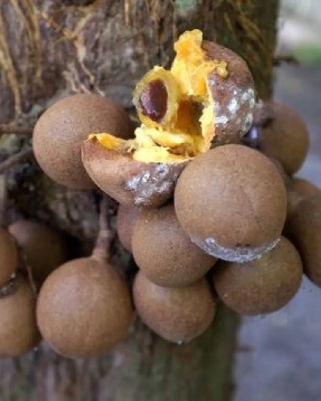 Stelechocarpus Burahol