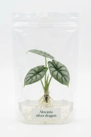 Alocasia silver dragon tissue culture