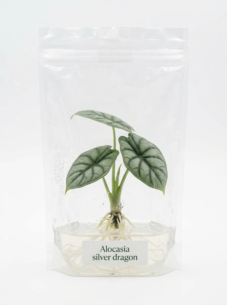 Alocasia silver dragon tissue culture