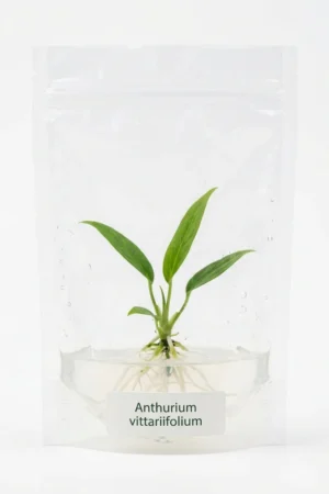 Anthurium vittariifolium tissue culture