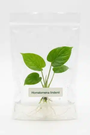 Homalomena lindenii tissue culture
