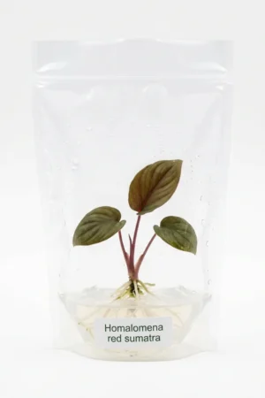 Homalomena red sumatra
